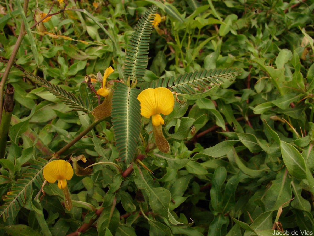 Aeschynomene aspera L.